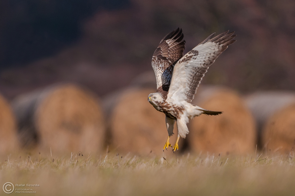 Myszow, Common Buzzard (Buteo buteo) ... 2015r