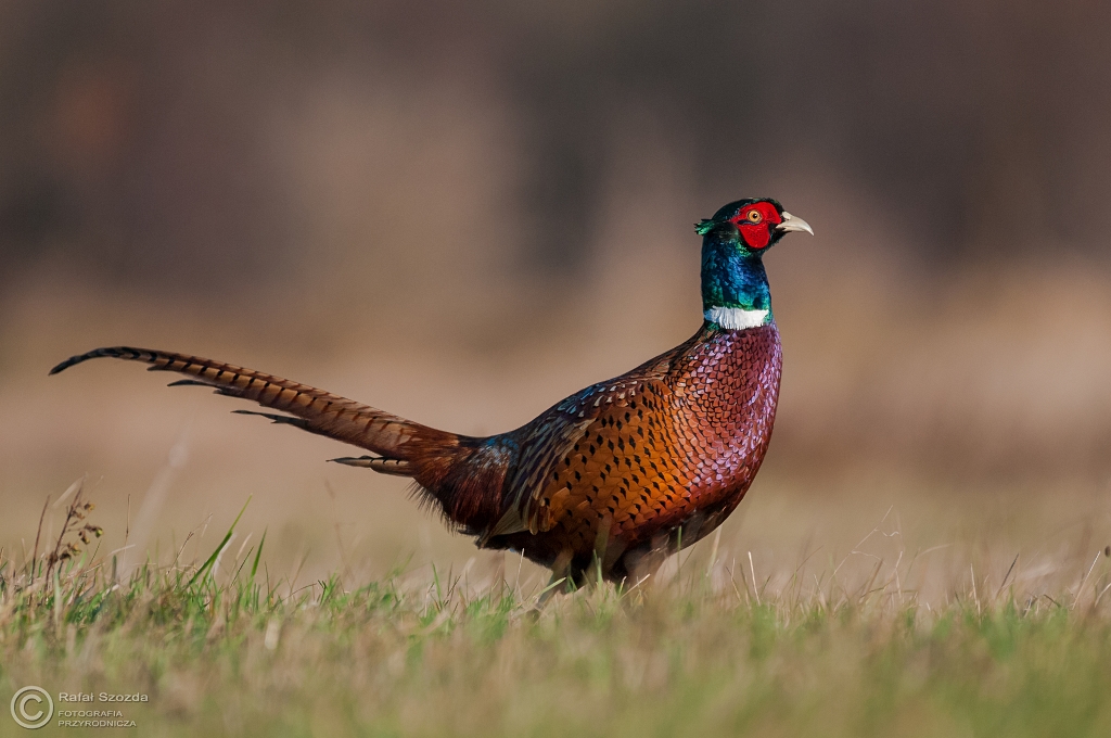Baant, Common Pheasant (Phasianus colchicus) ... 2015r