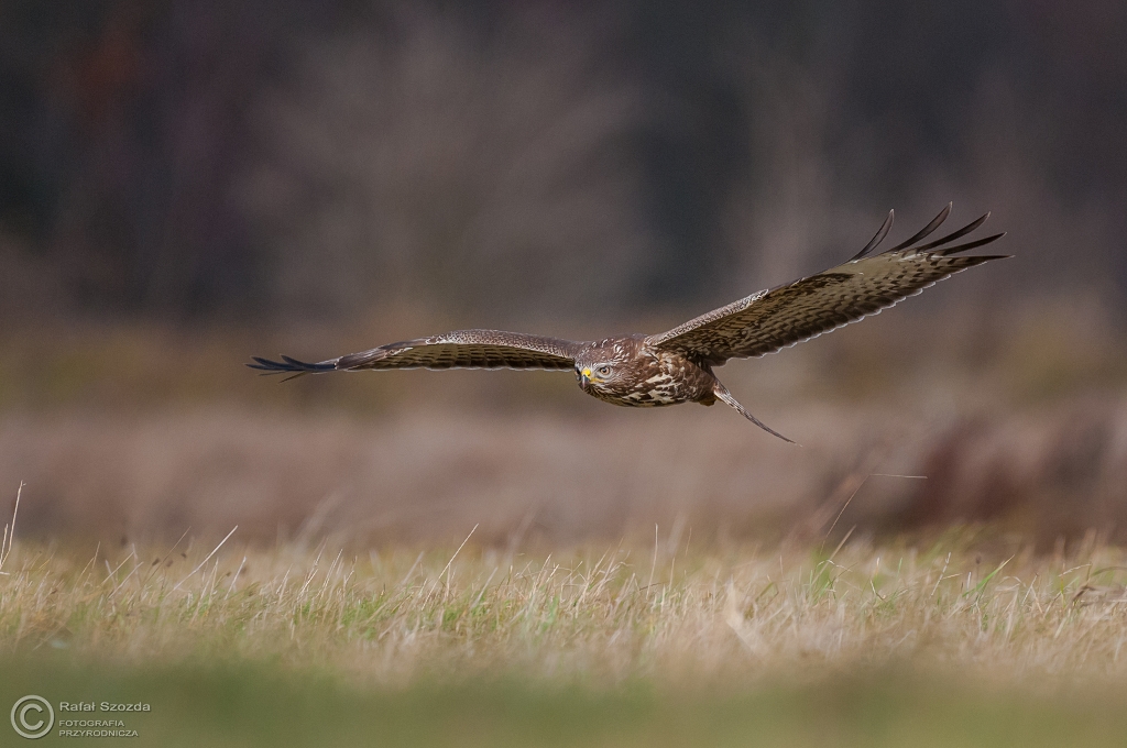 Myszow, Common Buzzard (Buteo buteo) ... 2015r