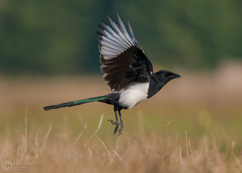 Sroka, Eurasian Magpie (Pica pica) ... 2015r