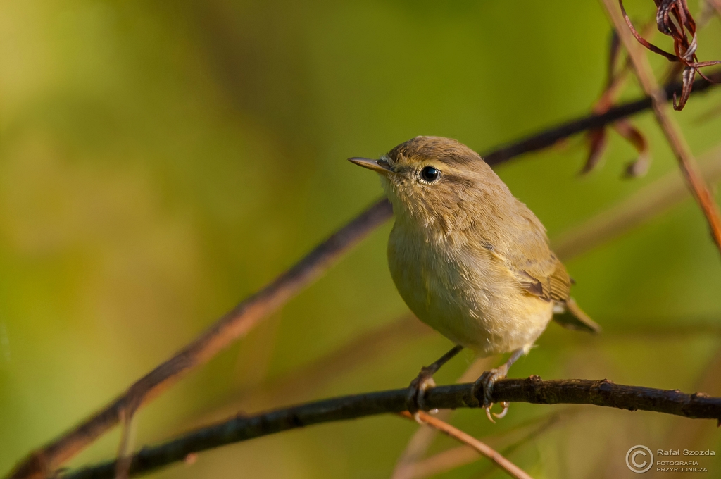 Pierwiosnek, Common Chiffchaff (Phylloscopus collybita) ... 2015r