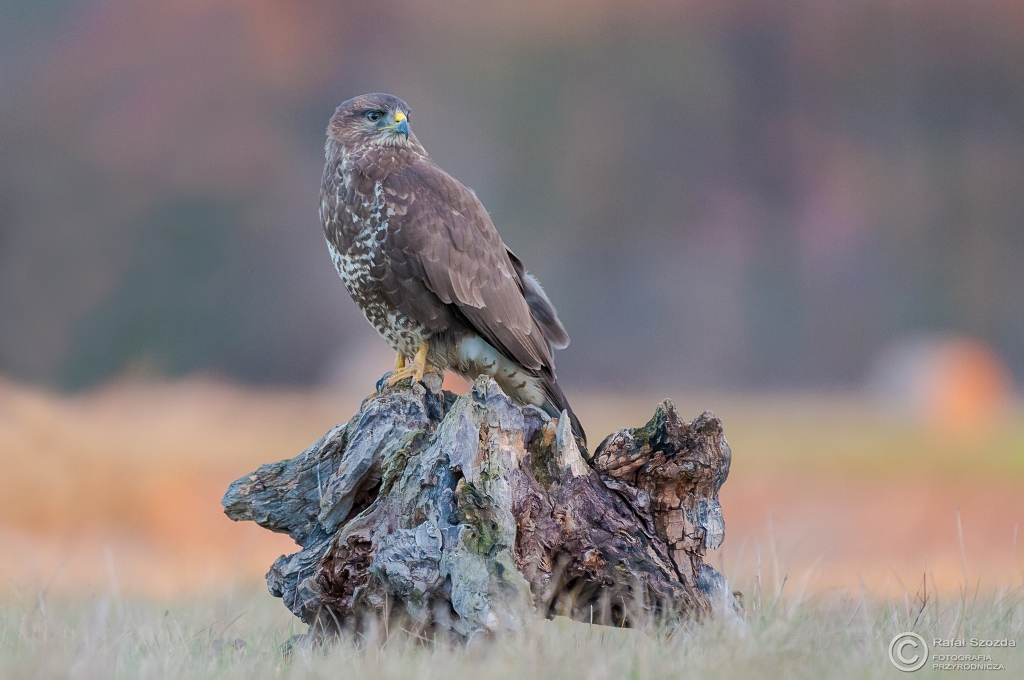 Myszow, Common Buzzard (Buteo buteo) ... 2015r