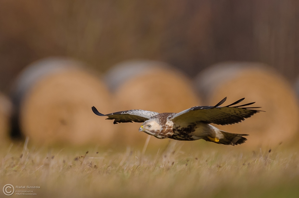Biaasek - Myszow, Common Buzzard (Buteo buteo) ... 2015r