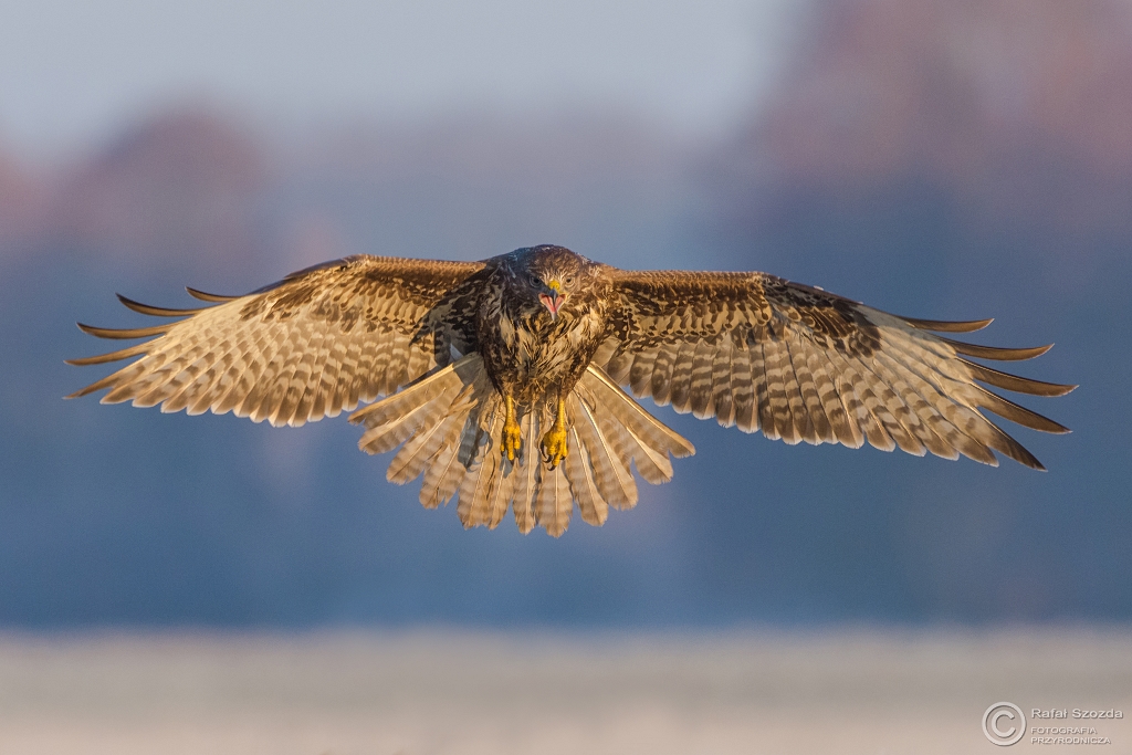 Myszow, Common Buzzard (Buteo buteo) ... 2015r