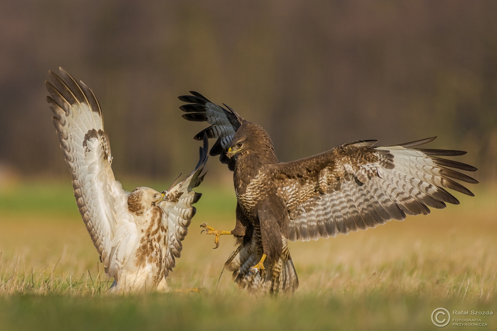 Myszow, Common Buzzard (Buteo buteo) ... 2015r