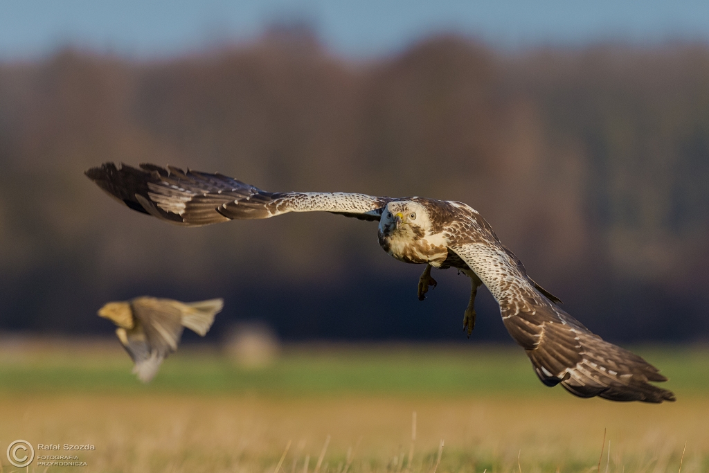 Myszow, Common Buzzard (Buteo buteo) ... 2015r