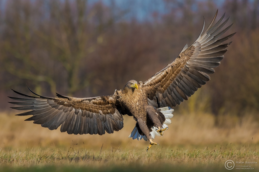 Bielik, White-tailed Eagle (Haliaeetus albicilla) ... 2015r