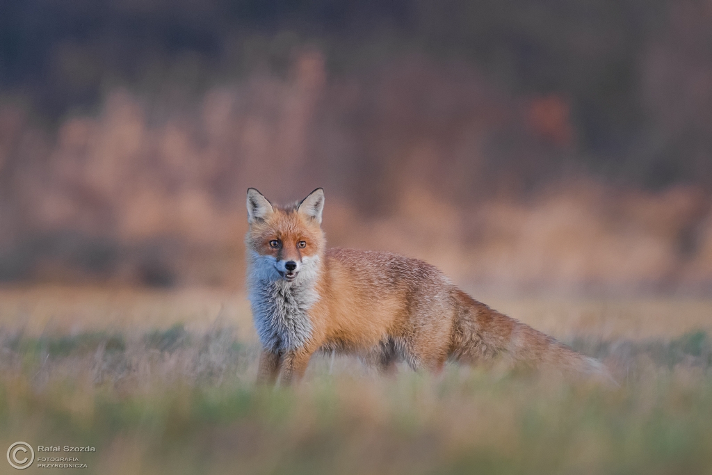 Chytrusek - Lis, Fox (Vulpes vulpes) ... 2015r