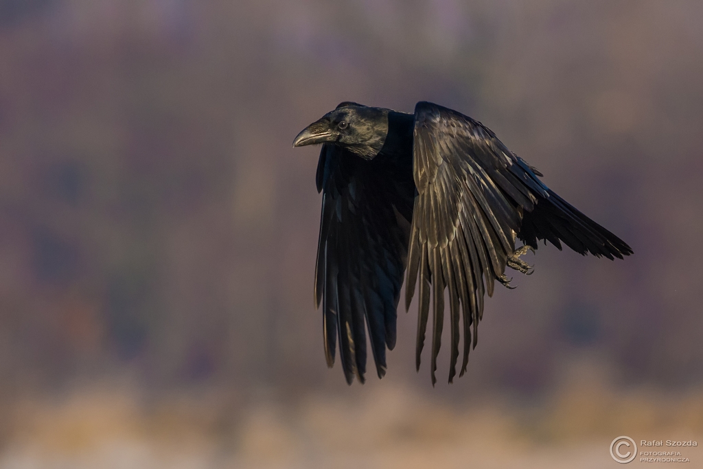 Kruk, Common Raven (Corvus corax) ... 2015r