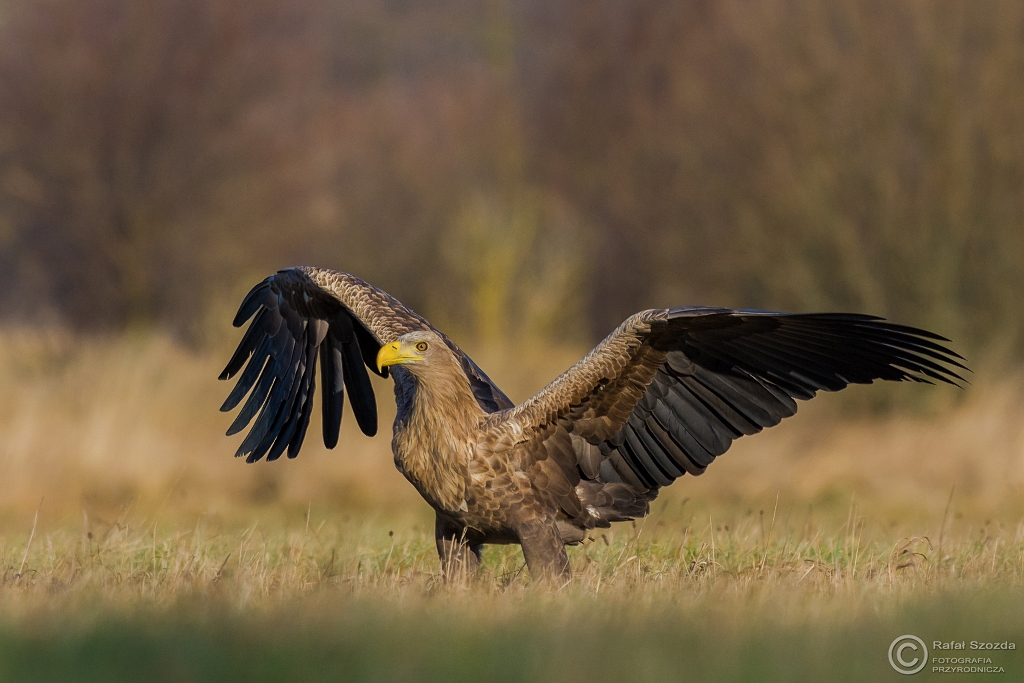 Bielik, White-tailed Eagle (Haliaeetus albicilla) ... 2015r