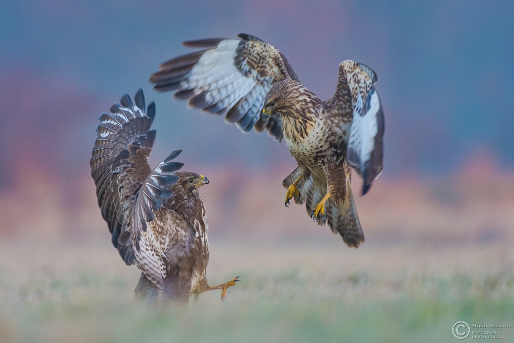 A tymczasem wczesnym rankiem - Myszow, Common Buzzard (Buteo buteo) ... 2015r