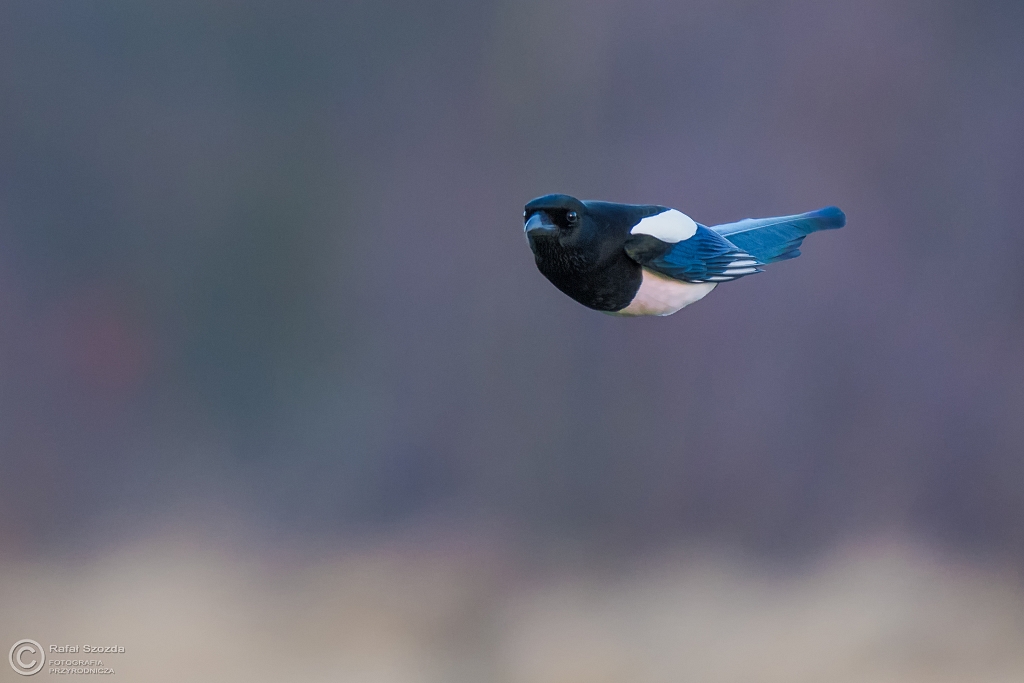 I na co komu skrzyda ?  - Sroka, Eurasian Magpie (Pica pica) ... 2015r