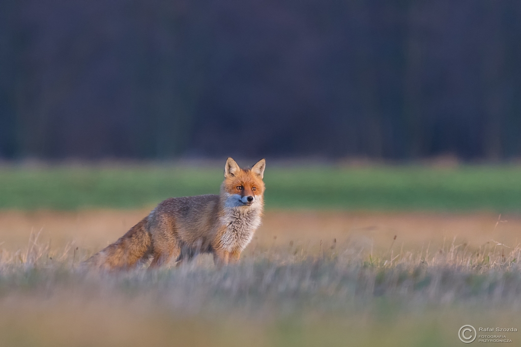 Chytrusek - Lis (Vulpes vulpes) ... 2015r
