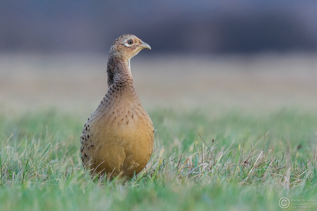 Kurka - Baant, Common Pheasant (Phasianus colchicus) ... 2015r
