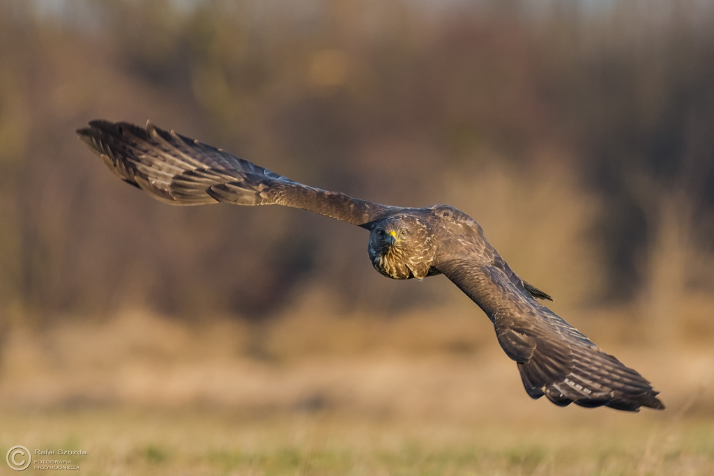 Myszow, Common Buzzard (Buteo buteo) ... 2015r