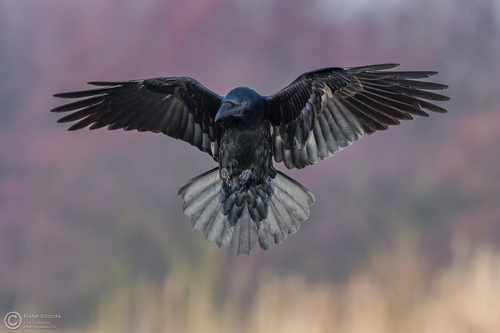 Kruk, Common Raven (Corvus corax) ... 2016r