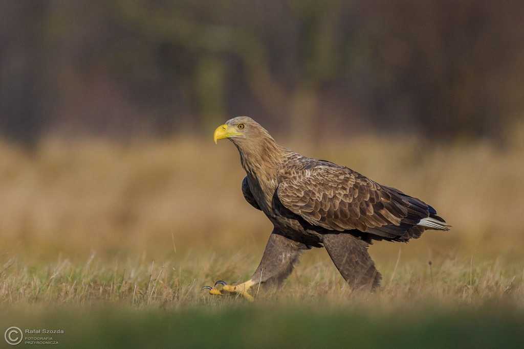 Spacerek - Bielik, White-tailed Eagle (Haliaeetus albicilla) ... 2016r