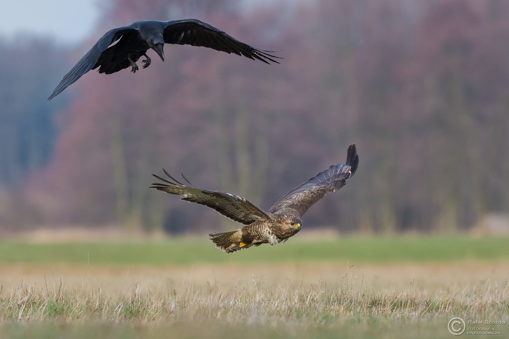 Trzeba wia - Myszow, Common Buzzard (Buteo buteo) vs Kruk, Common Raven (Corvus corax) ... 2016r