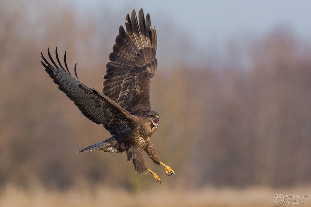 W natarciu - Myszow, Common Buzzard (Buteo buteo) ... 2016r