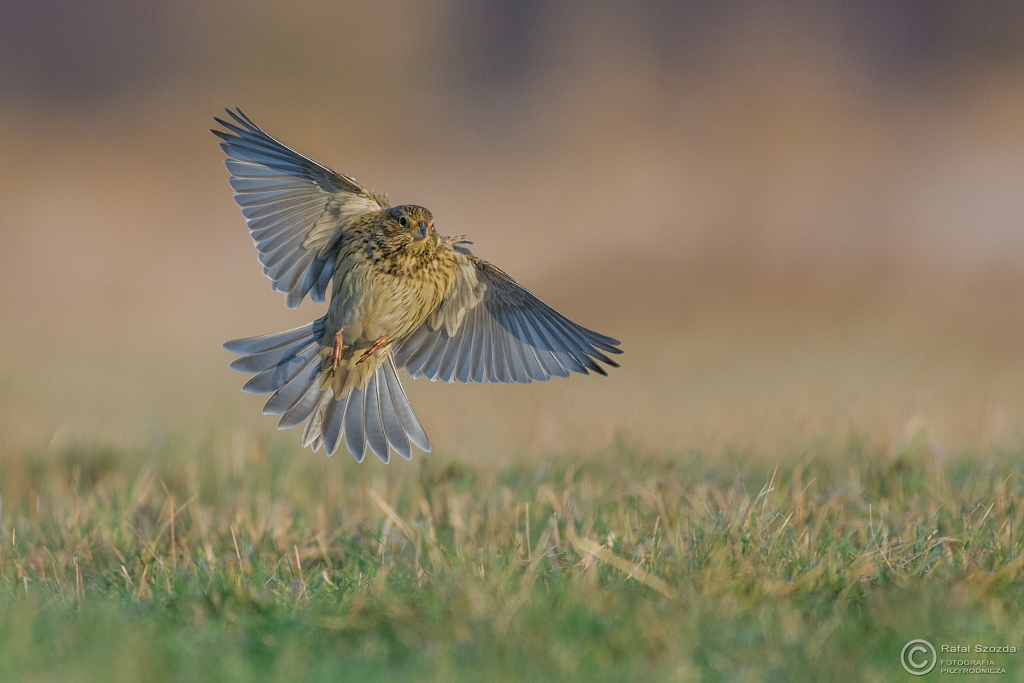 Potrzeszcz, Corn Bunting (Emberiza calandra) ...2016r