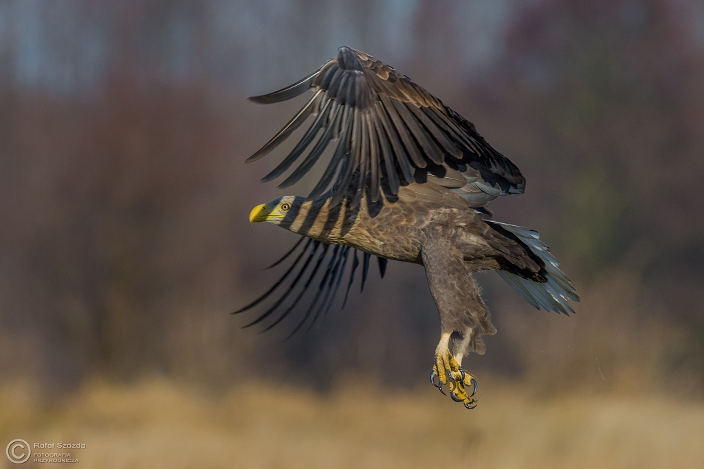 Pasiasty - Bielik, White-tailed Eagle (Haliaeetus albicilla) ... 2016r