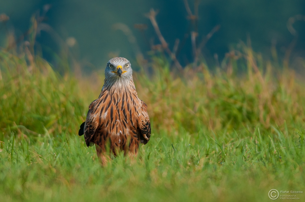 Kania Ruda, Red Kite (Milvus milvus)