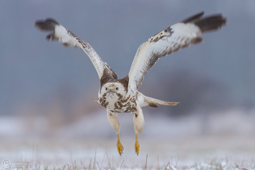 Myszow, Common Buzzard (Buteo buteo) ... 2016r