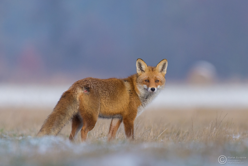 Lis, Fox (Vulpes vulpes) ... 2016r