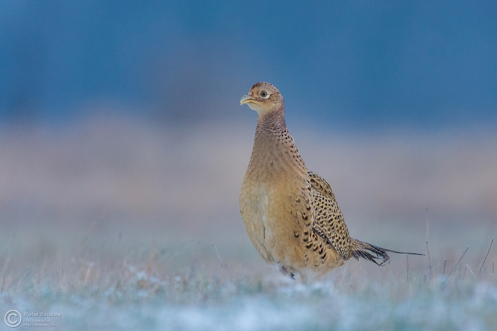 Kurka - Baant, Common Pheasant (Phasianus colchicus) ... 2016r