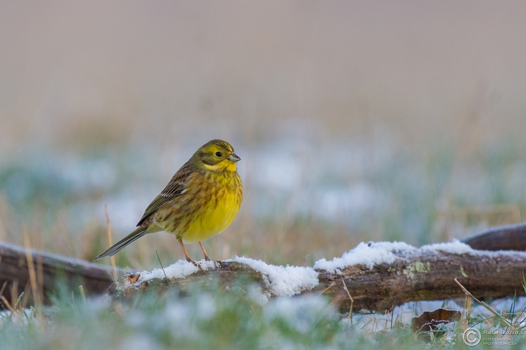 Trznadel, Yellowhammer (Emberiza citrinella) ... 2016r