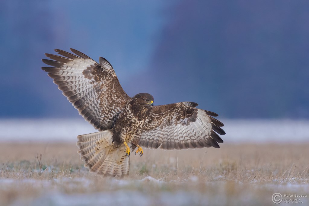 Myszow, Common Buzzard (Buteo buteo) ... 2016r