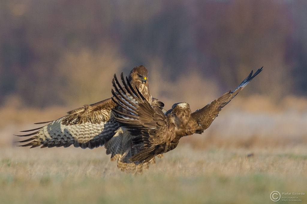 Walka - Myszow, Common Buzzard (Buteo buteo) ... 2016r