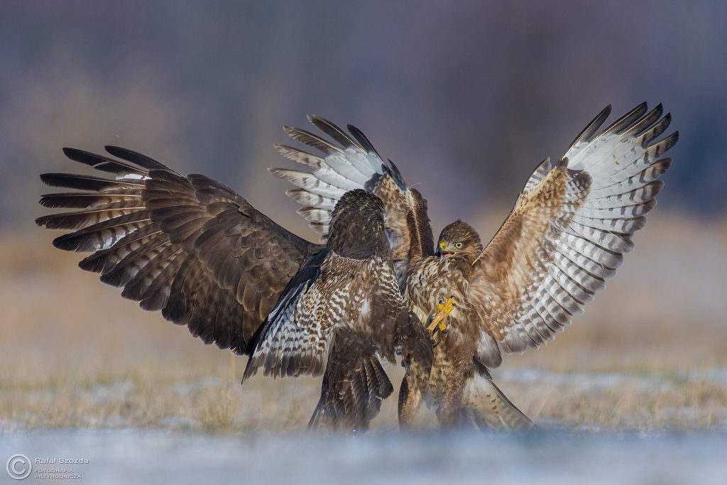 Potyczka - Myszow, Common Buzzard (Buteo buteo) ... 2016r