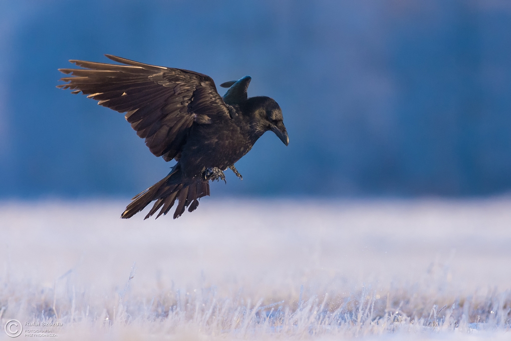 Kruk, Common Raven (Corvus corax) ... 2016r