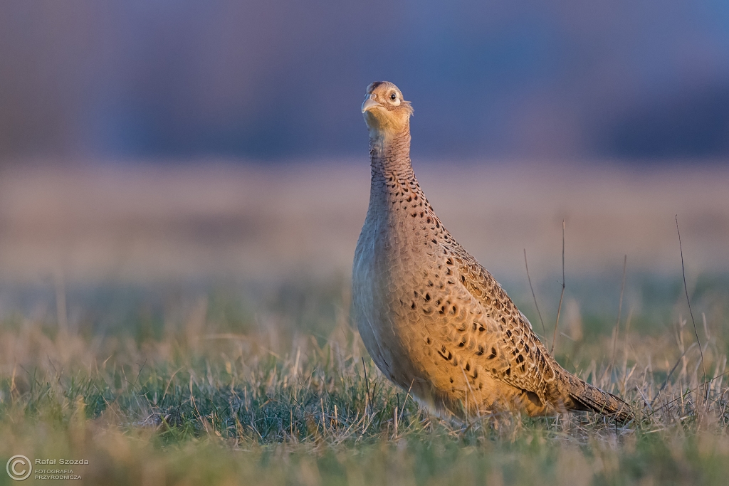 Kureczka - Baant, Common Pheasant (Phasianus colchicus) ... 2016r