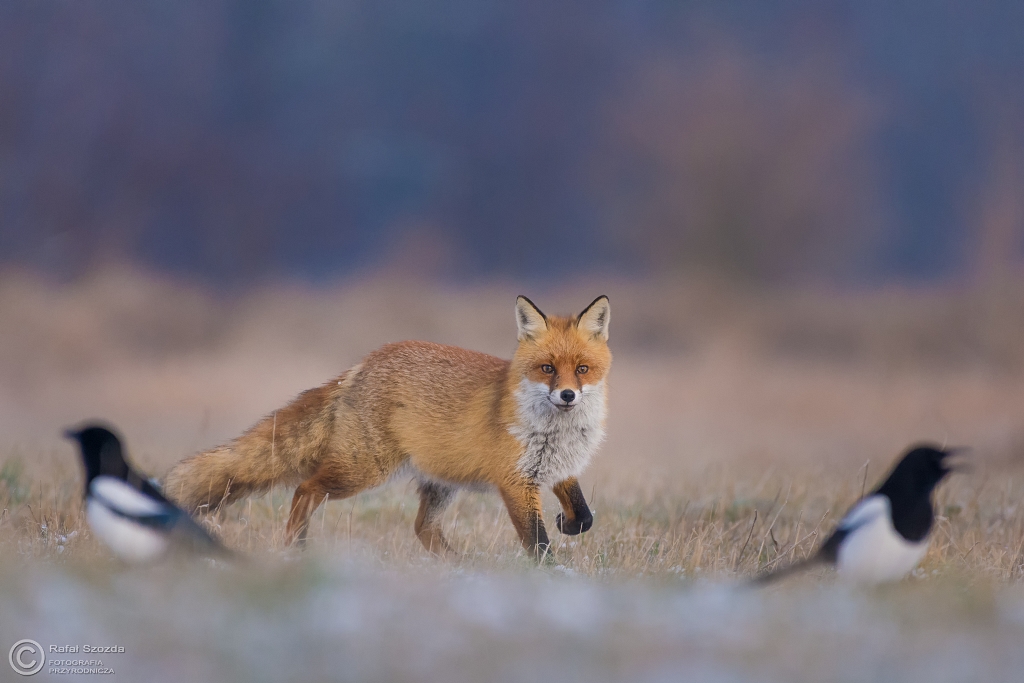 Lis, Fox (Vulpes vulpes) ... 2016r