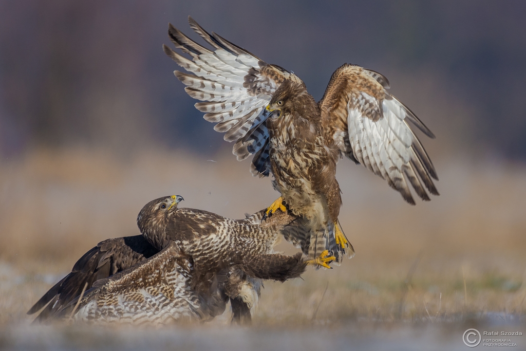 Lekcja pokory  - Myszow, Common Buzzard (Buteo buteo) ... 2016r