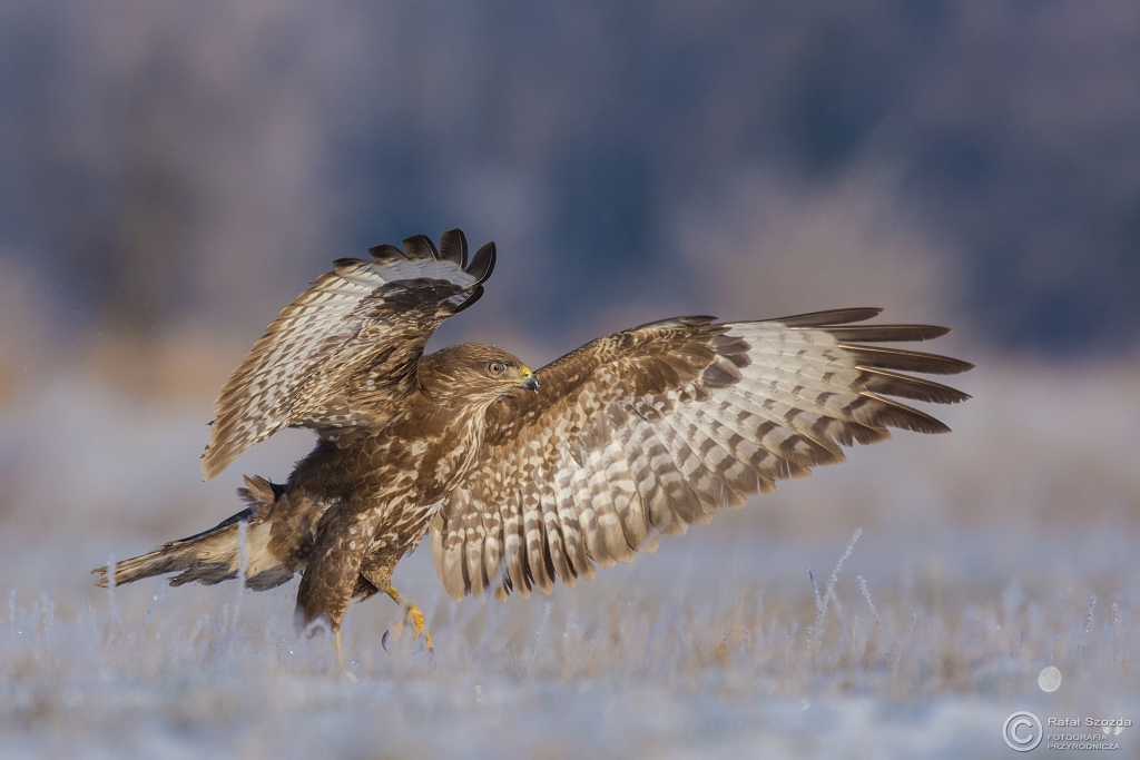 Szaman - Myszow, Common Buzzard (Buteo buteo) ... 2016r