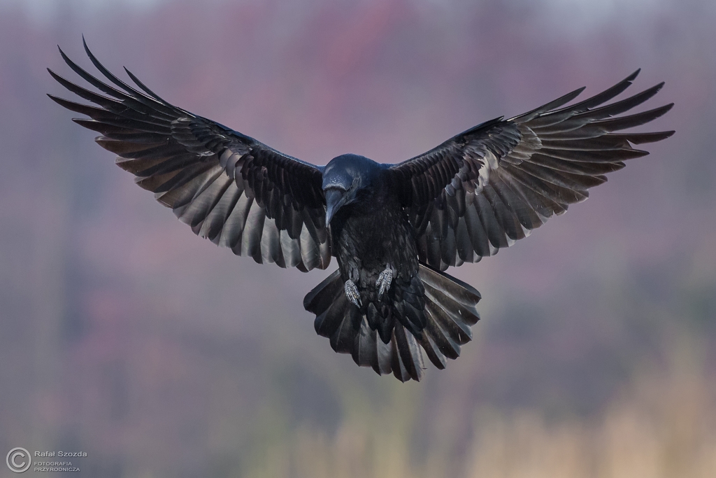 Kruk, Common Raven (Corvus corax) ... 2016r