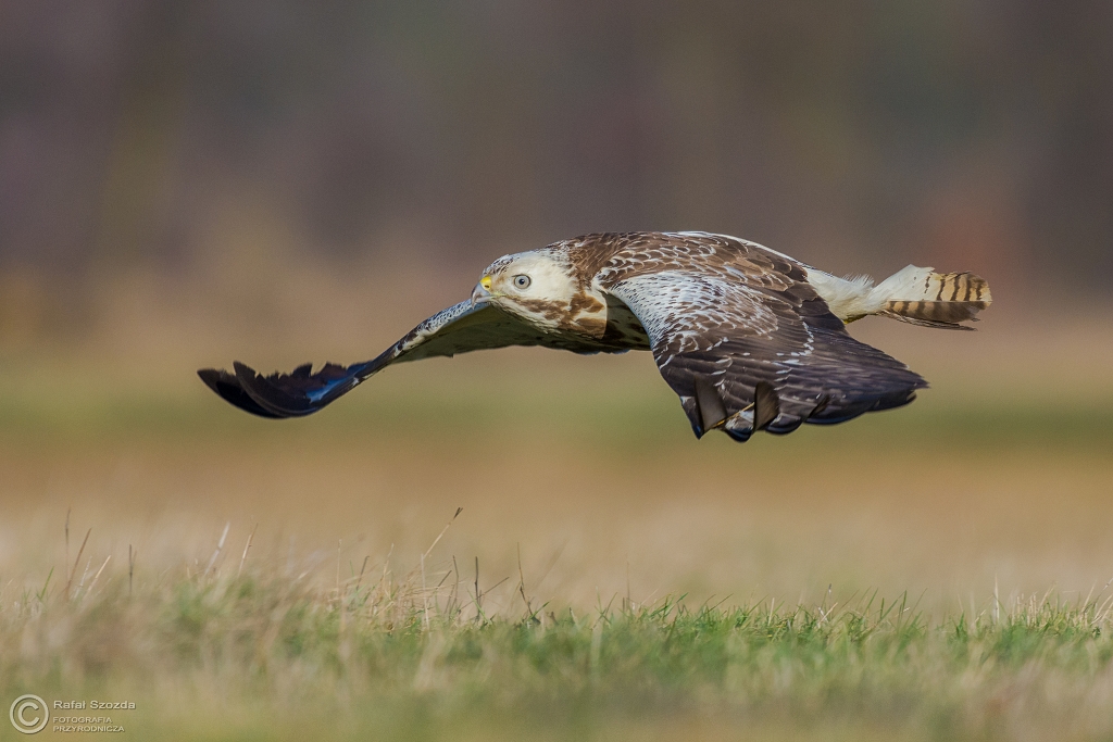 Myszow, Common Buzzard (Buteo buteo) ... 2016r