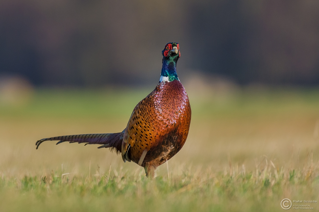 Kogucik  - Baant, Common Pheasant (Phasianus colchicus) ... 2016r