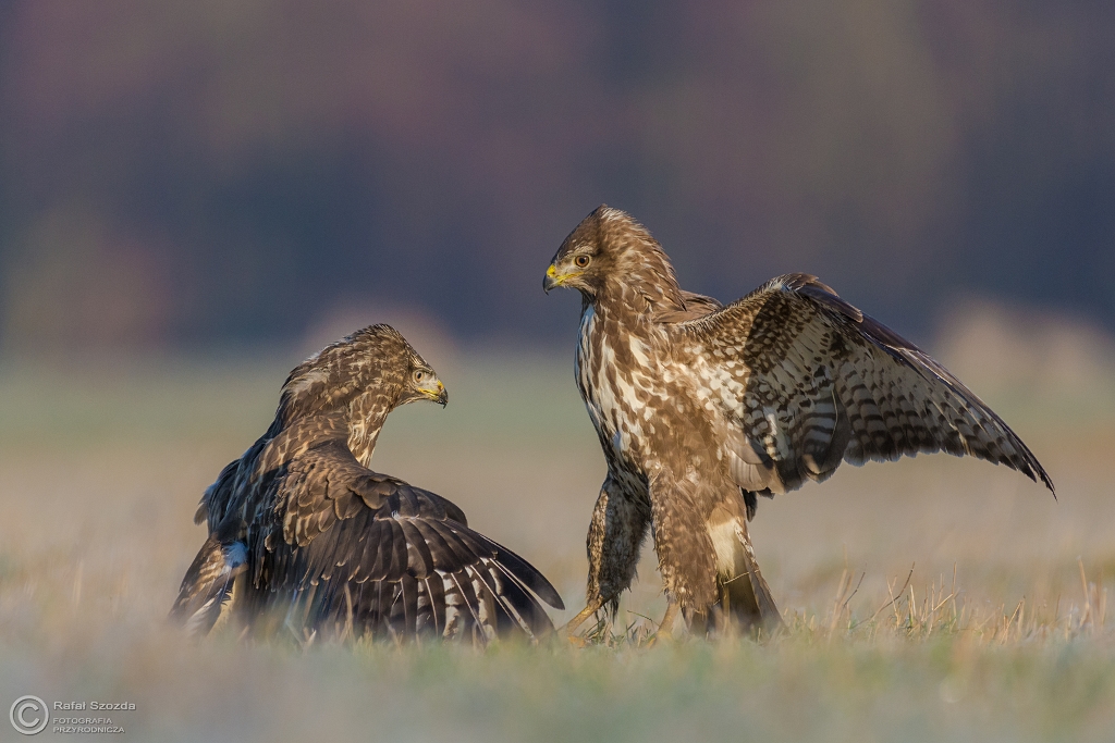Myszow, Common Buzzard (Buteo buteo) ... 2016r