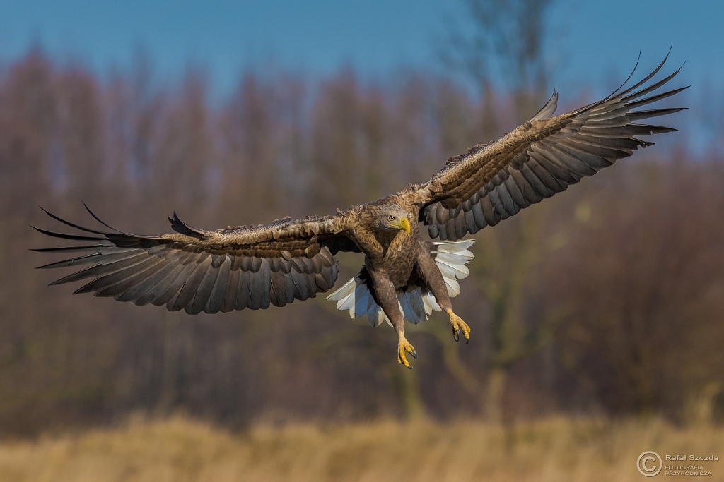 Bielik, White-tailed Eagle (Haliaeetus albicilla) ... 2016r