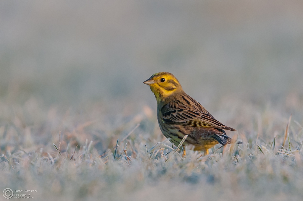 Trznadel, Yellowhammer (Emberiza citrinella)