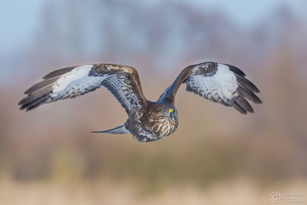 Myszow, Common Buzzard (Buteo buteo) ... 2016r