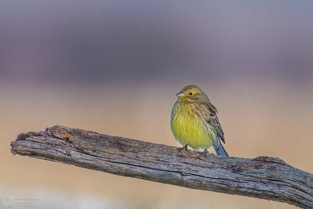 Trznadel, Yellowhammer (Emberiza citrinella) ... 2016r