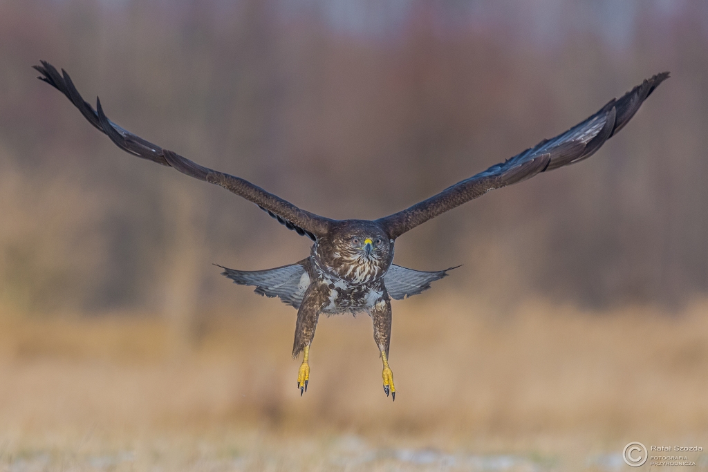 Myszow, Common Buzzard (Buteo buteo) ... 2016r