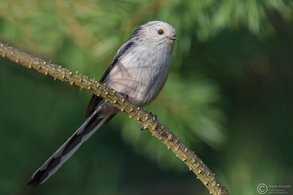 Raniuszek, Northern Long-tailed (Aegithalos caudatus) ... 2016r