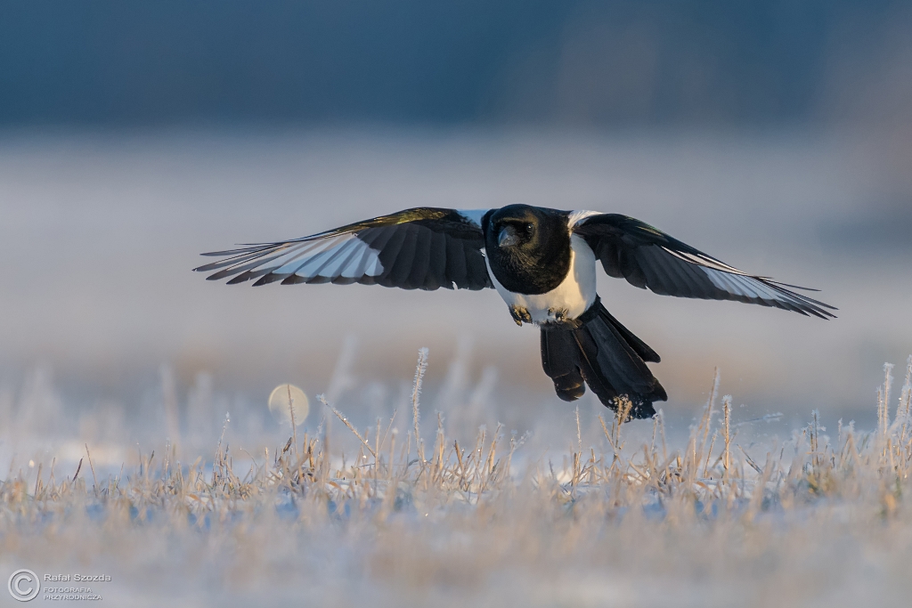 Sroka, Eurasian Magpie (Pica pica) ...2016r