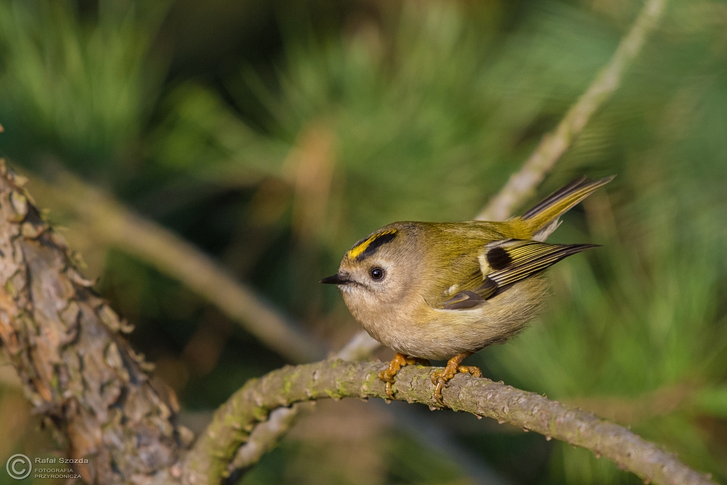 Mysikrlik, Goldcrest (Regulus regulus) ... 2016r